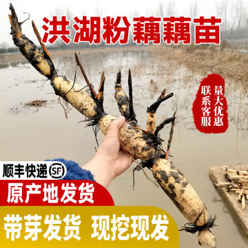 小巷深处的鲜味秘境，最新藕苗探秘